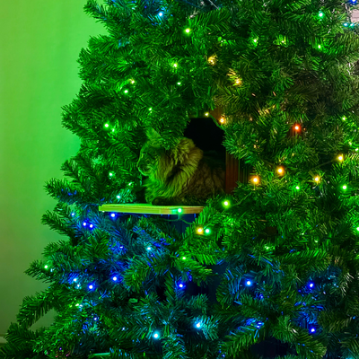 Baily + Gizmo & Saphira - Massachusetts