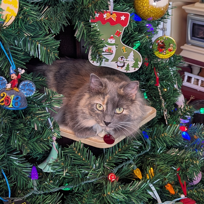 Heather + Smokey, Mouse & Ember - Utah