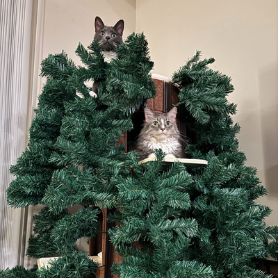 Justine + Oliver, Khal and Spiffy - Ohio