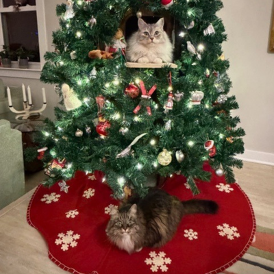 Todd + Gambit, Kari & Sief - Virginia